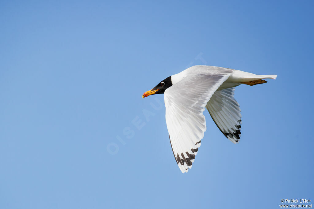 Pallas's Gull