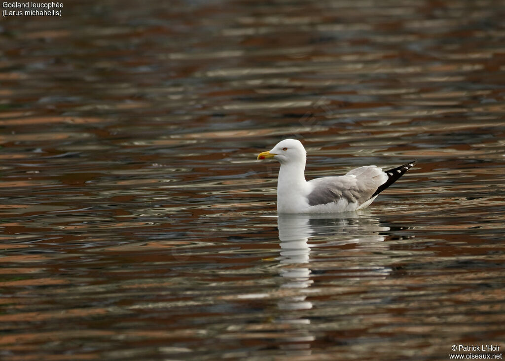 Yellow-legged Gulladult post breeding