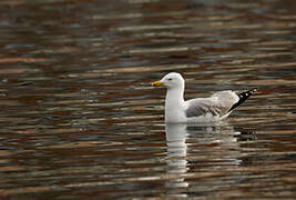 Yellow-legged Gull