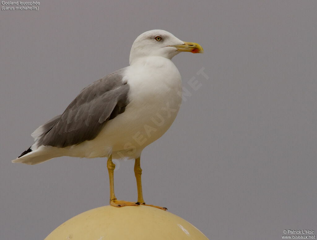 Yellow-legged Gulladult