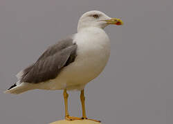 Yellow-legged Gull