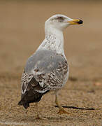 Yellow-legged Gull