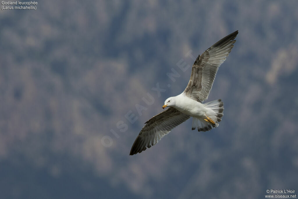 Yellow-legged Gull, Flight