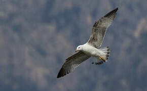 Yellow-legged Gull