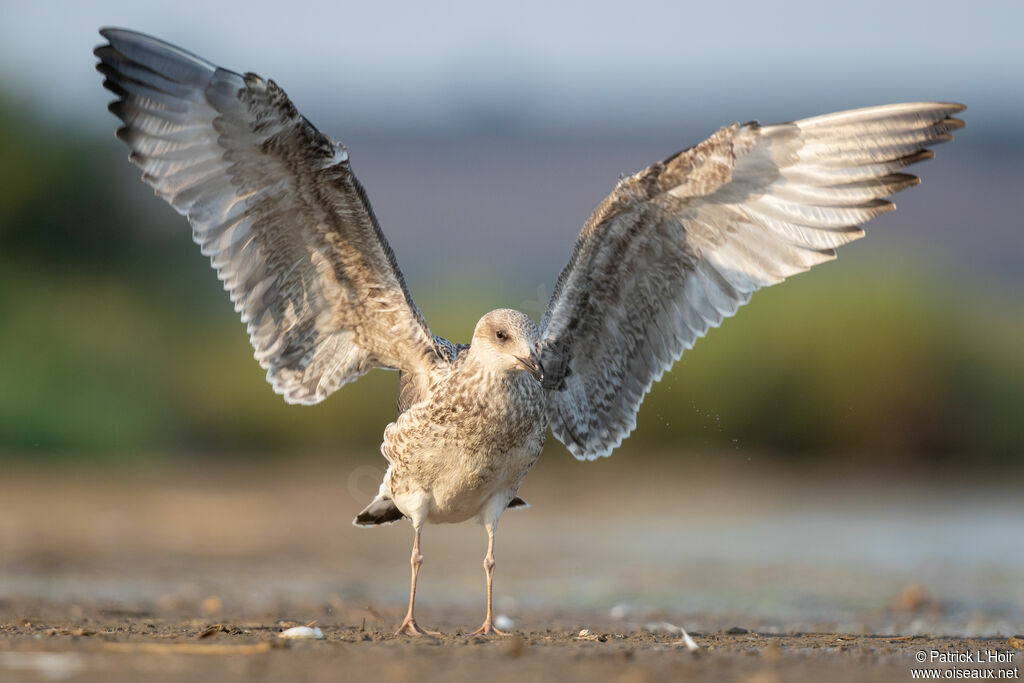 Yellow-legged Gull