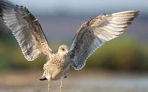 Yellow-legged Gull