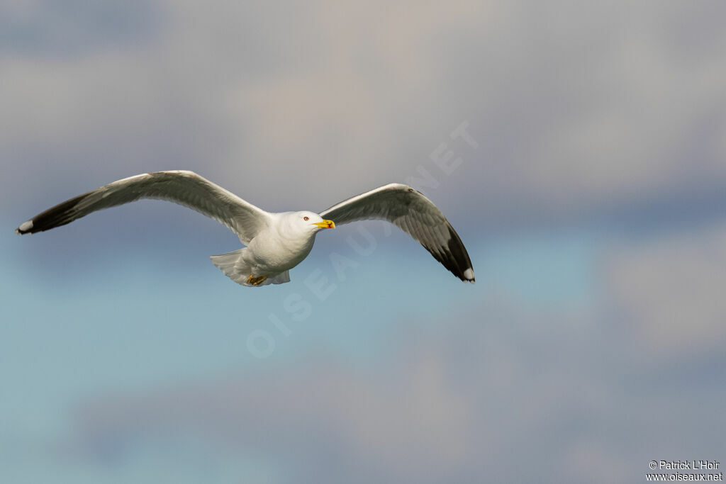 Yellow-legged Gull