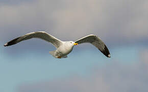 Yellow-legged Gull