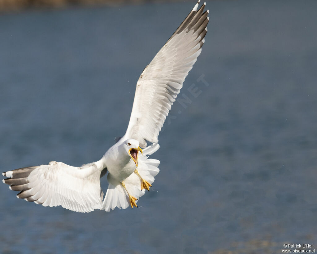 Yellow-legged Gull