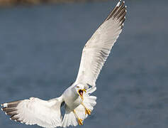 Yellow-legged Gull