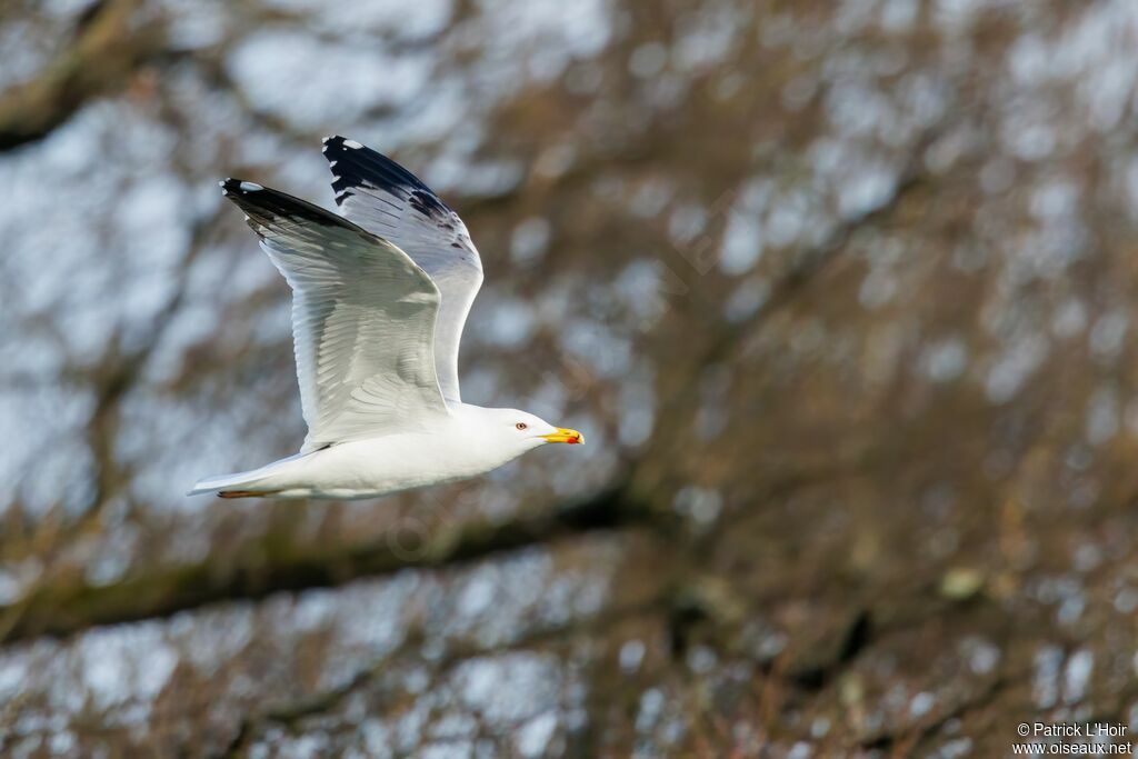 Yellow-legged Gulladult