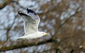 Yellow-legged Gull