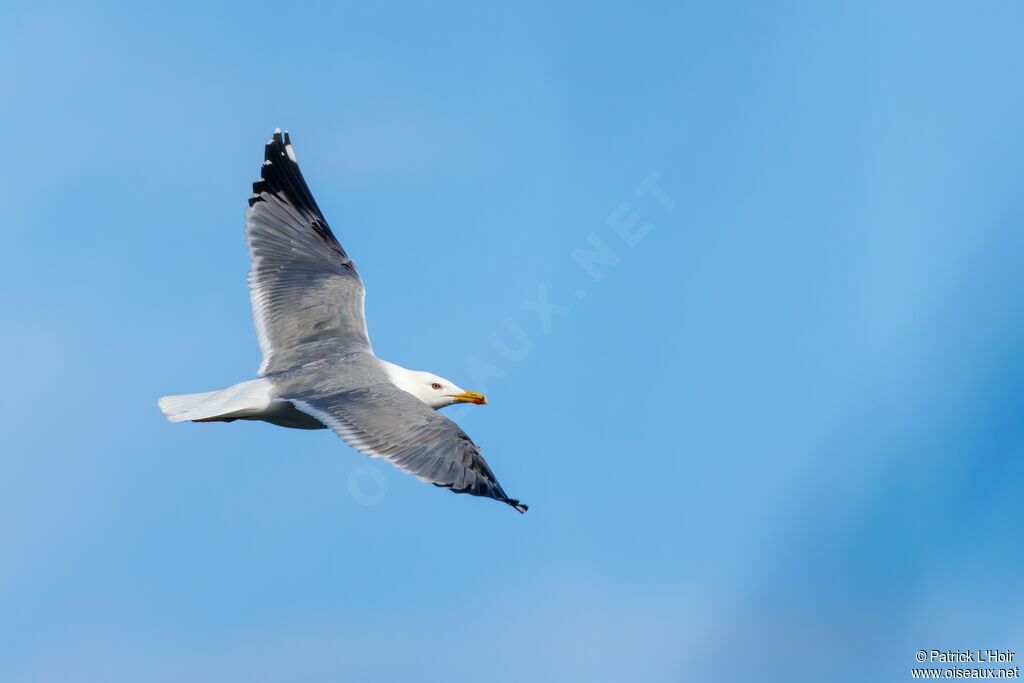 Yellow-legged Gulladult