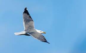 Yellow-legged Gull