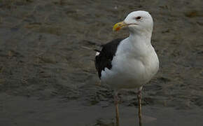 Great Black-backed Gull