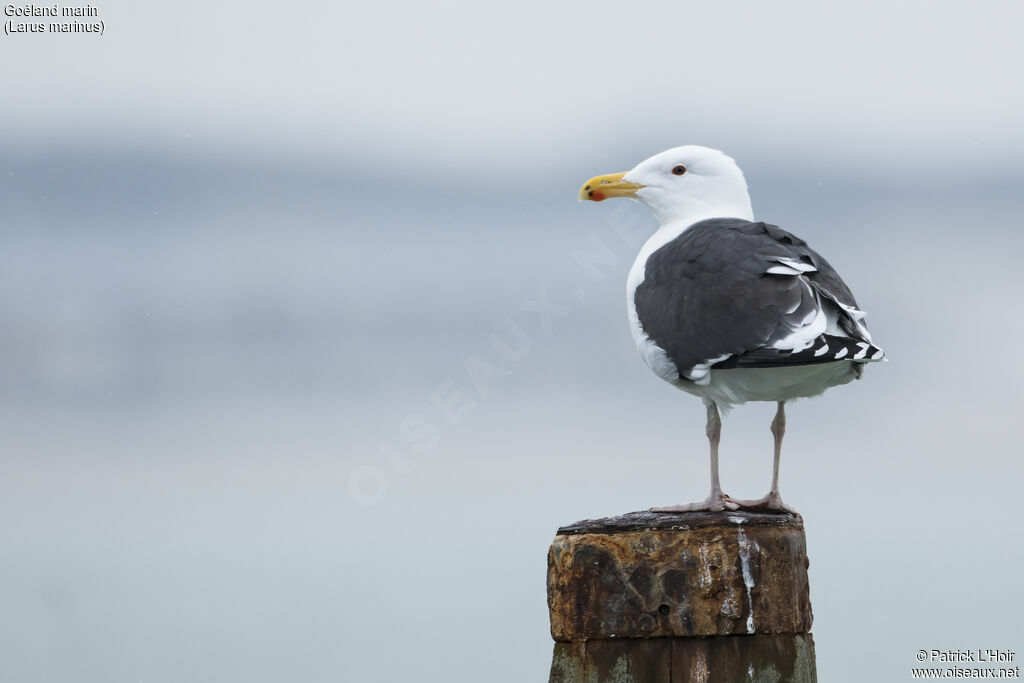 Great Black-backed Gulladult