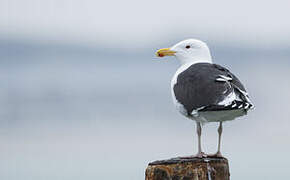 Great Black-backed Gull