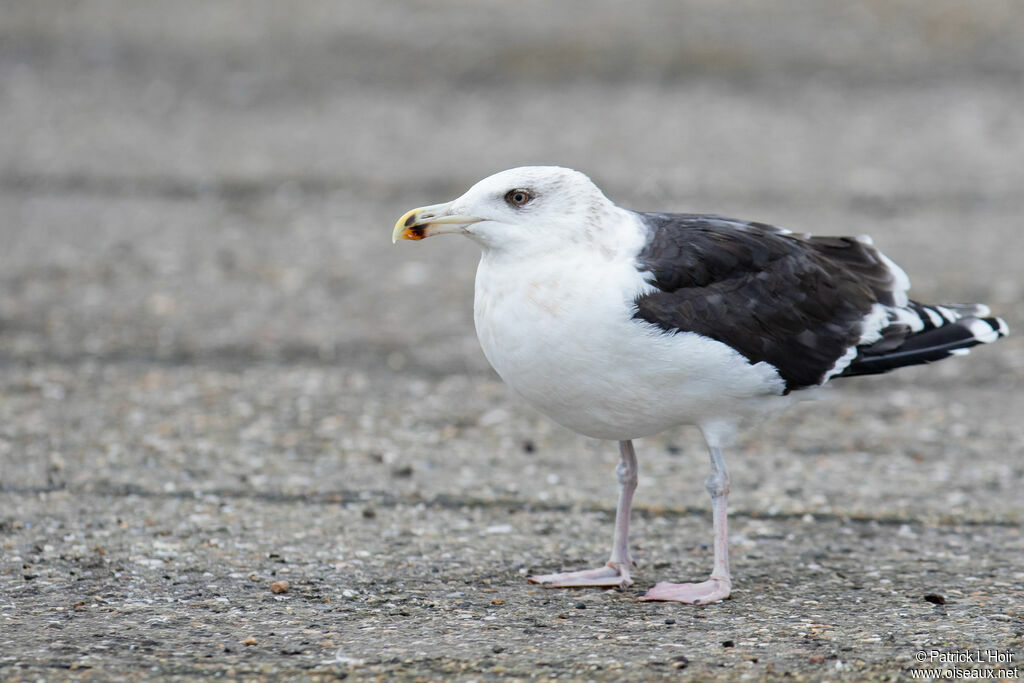 Great Black-backed GullFourth year