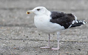 Great Black-backed Gull