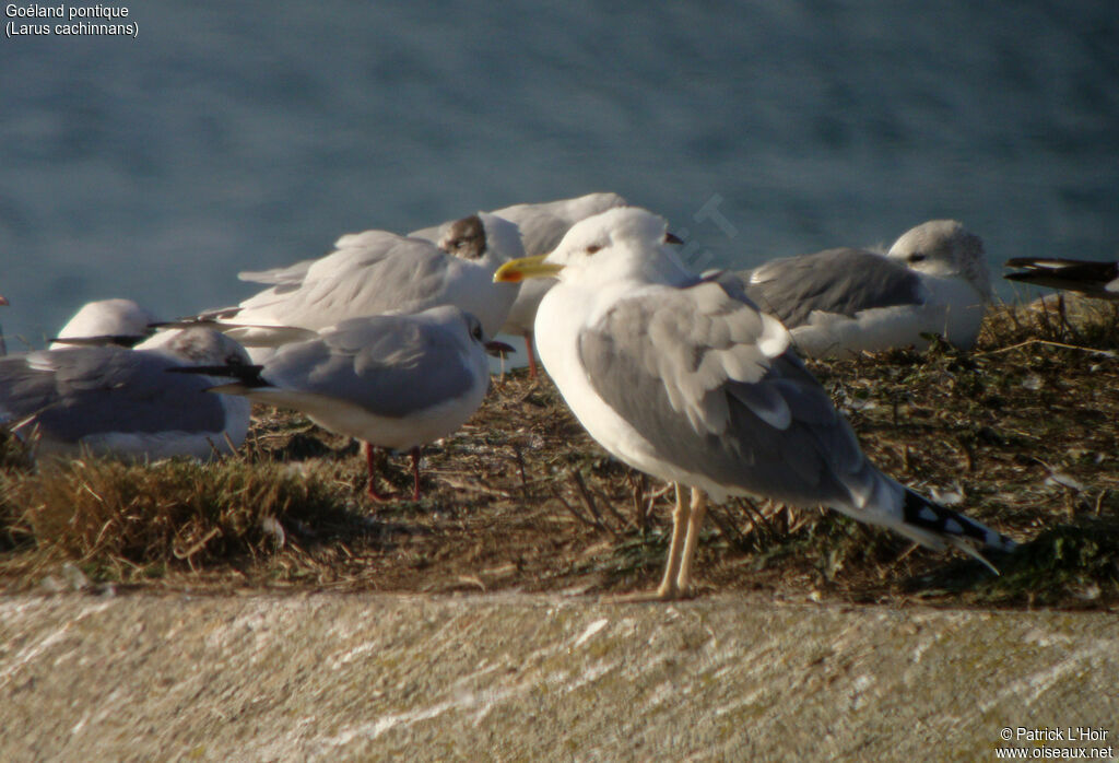 Caspian Gulladult post breeding