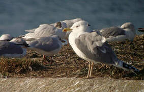 Caspian Gull