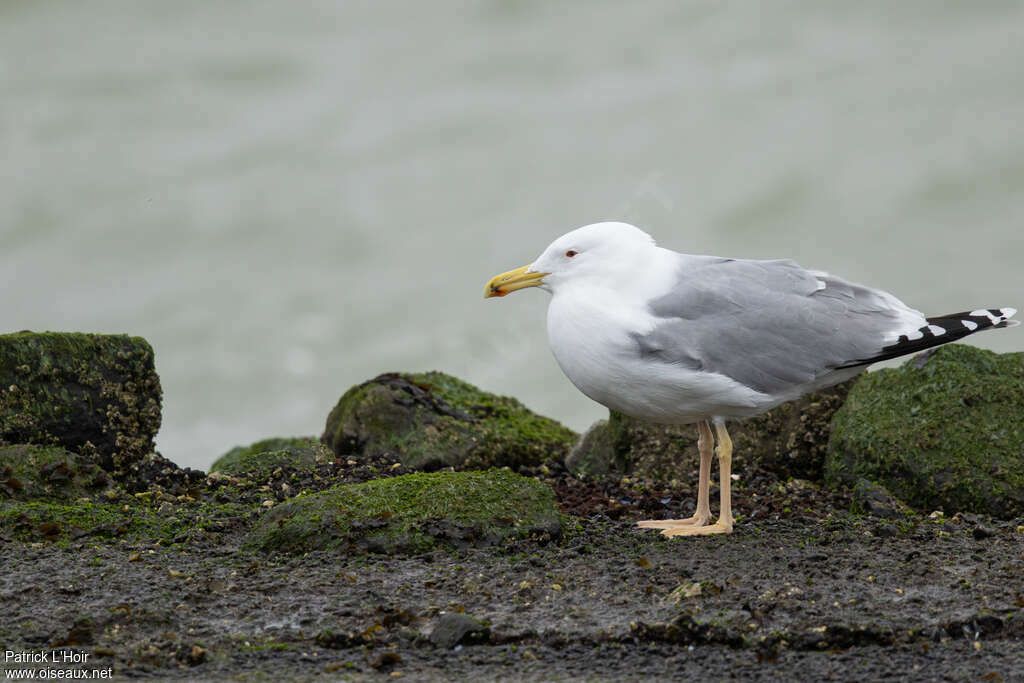 Caspian Gulladult post breeding, identification