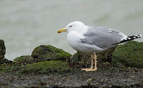 Caspian Gull