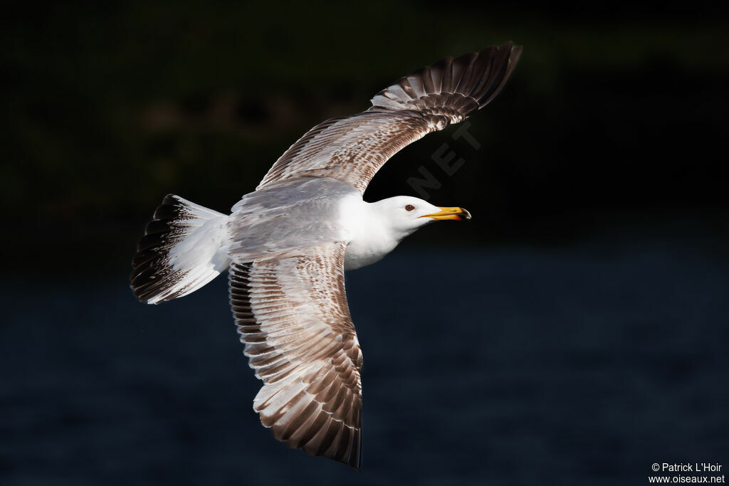 Caspian Gull