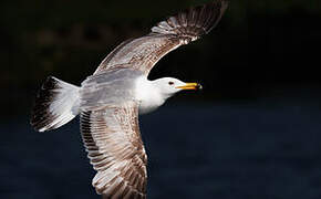 Caspian Gull