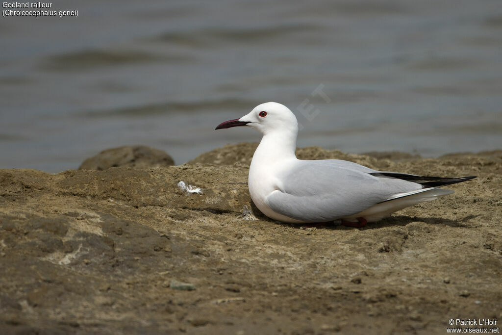 Slender-billed Gulladult