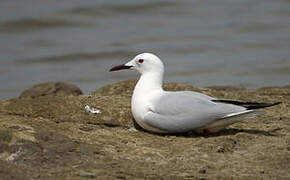 Slender-billed Gull