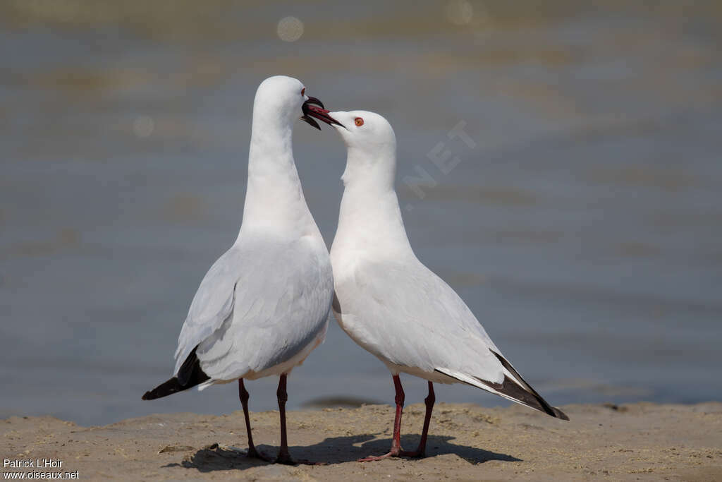 Slender-billed Gulladult breeding, walking, courting display