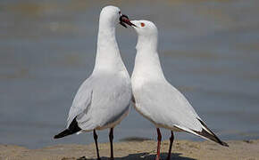 Slender-billed Gull