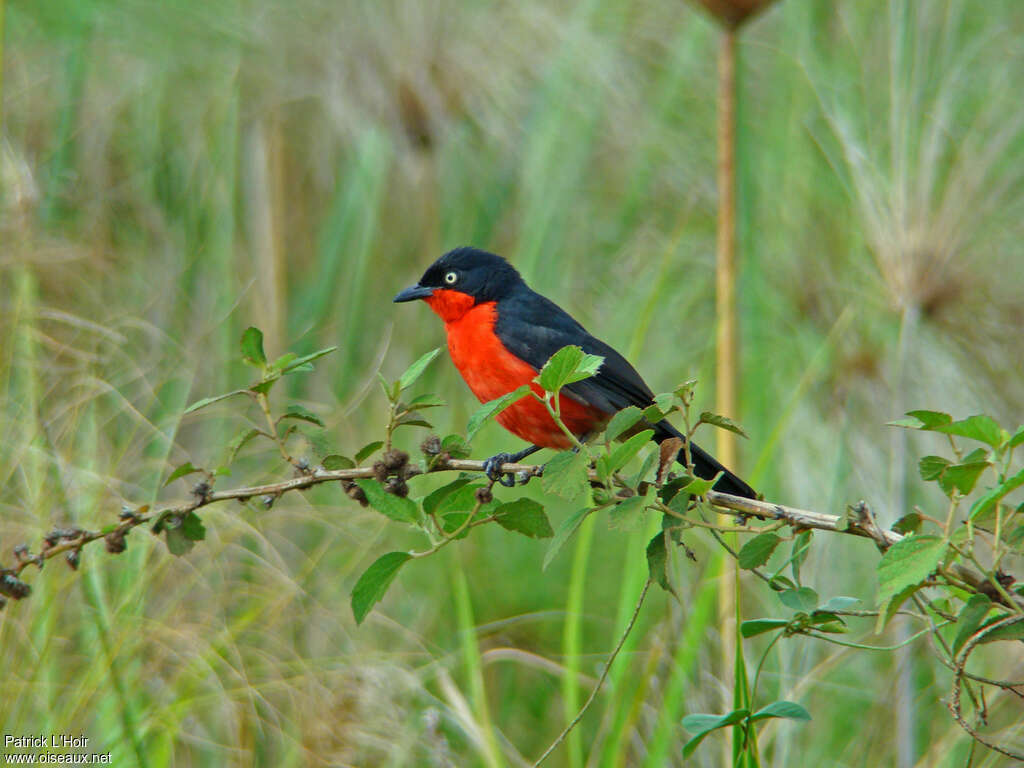 Black-headed Gonolekadult, habitat, pigmentation