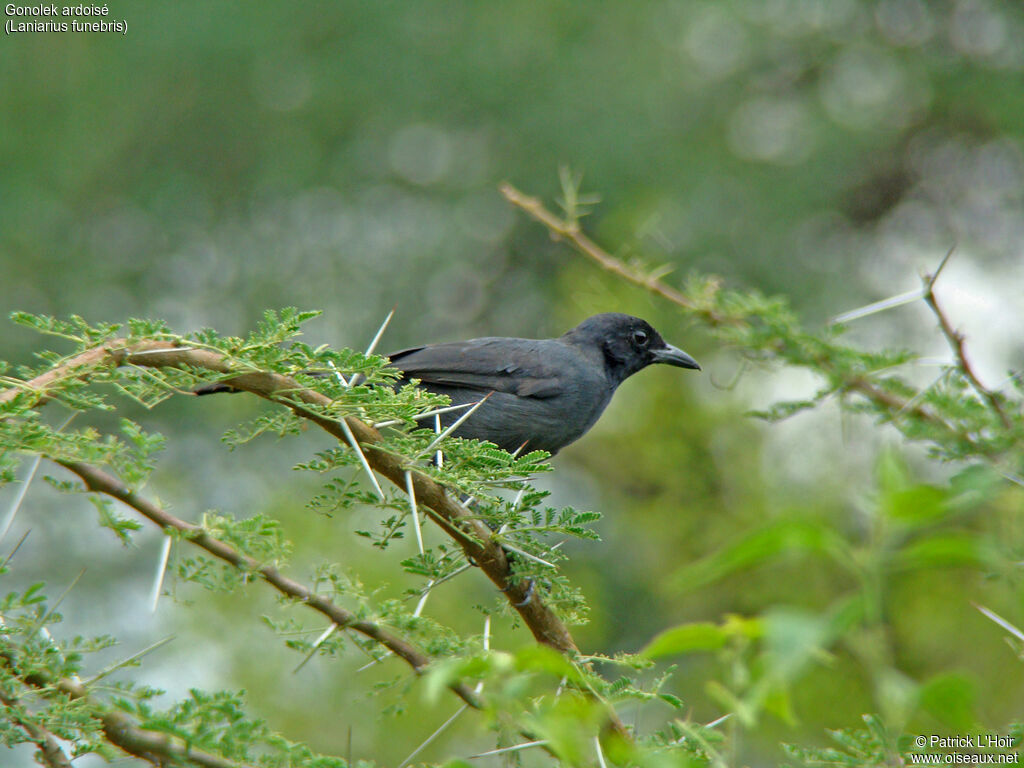 Slate-colored Boubou