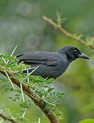 Slate-colored Boubou