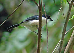 Ethiopian Boubou