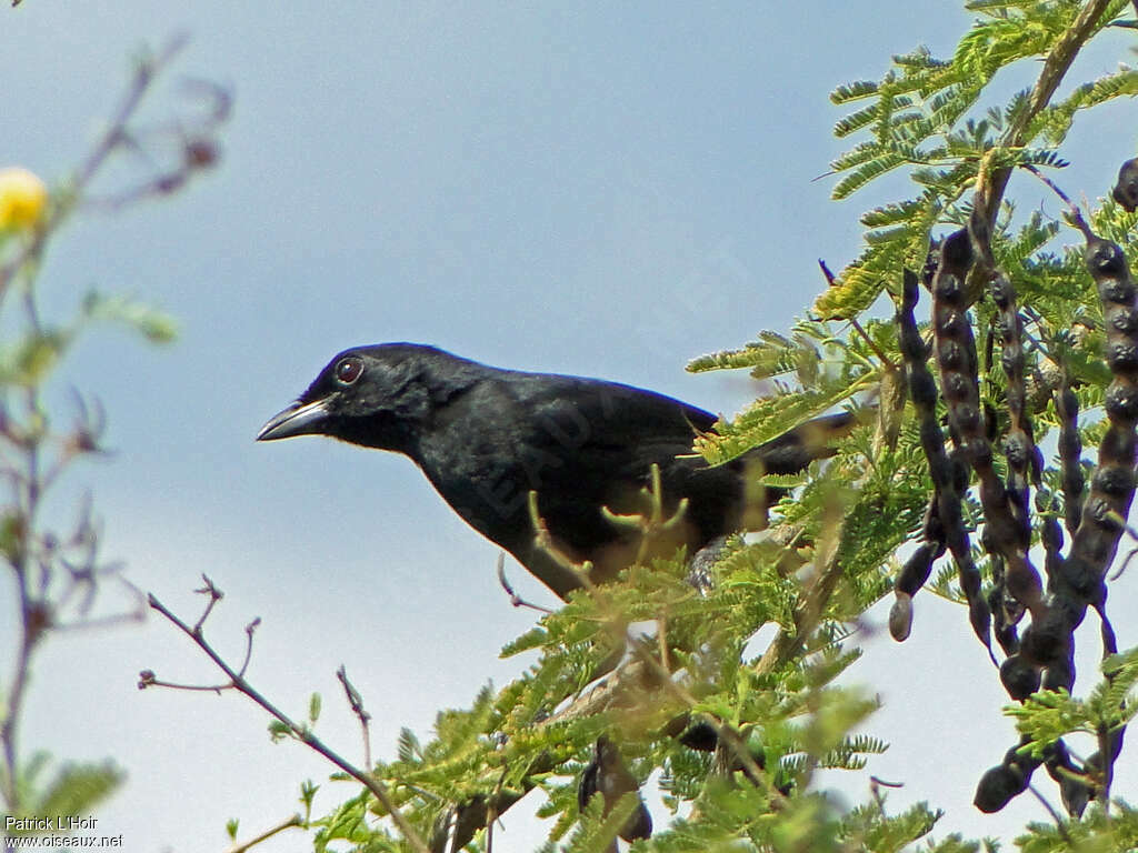 Black Boubou