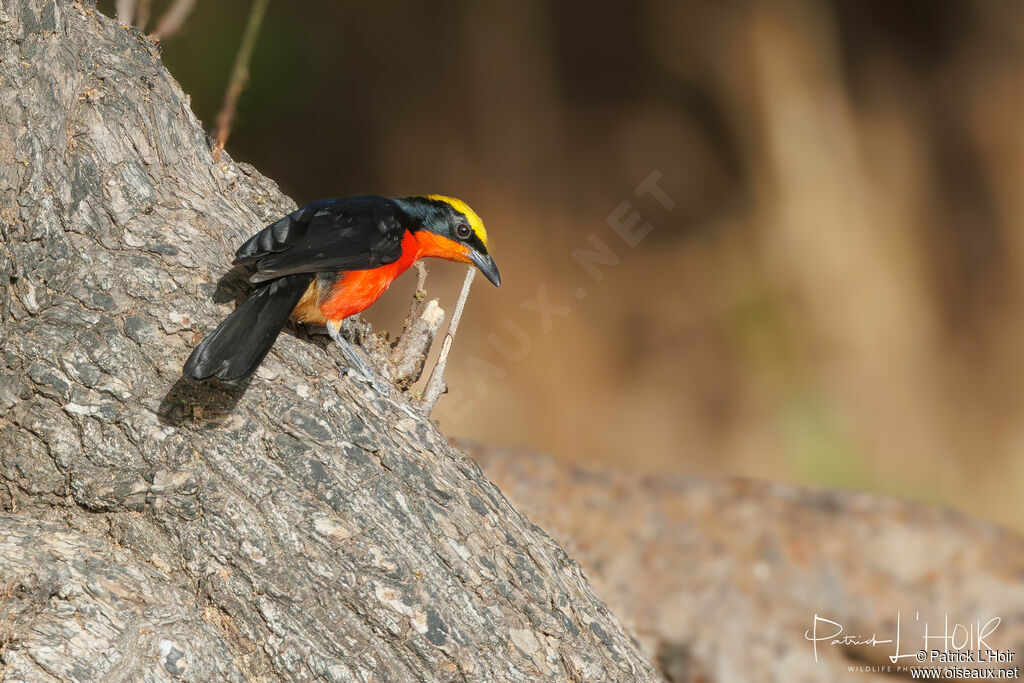 Yellow-crowned Gonolek