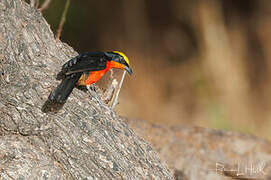 Yellow-crowned Gonolek