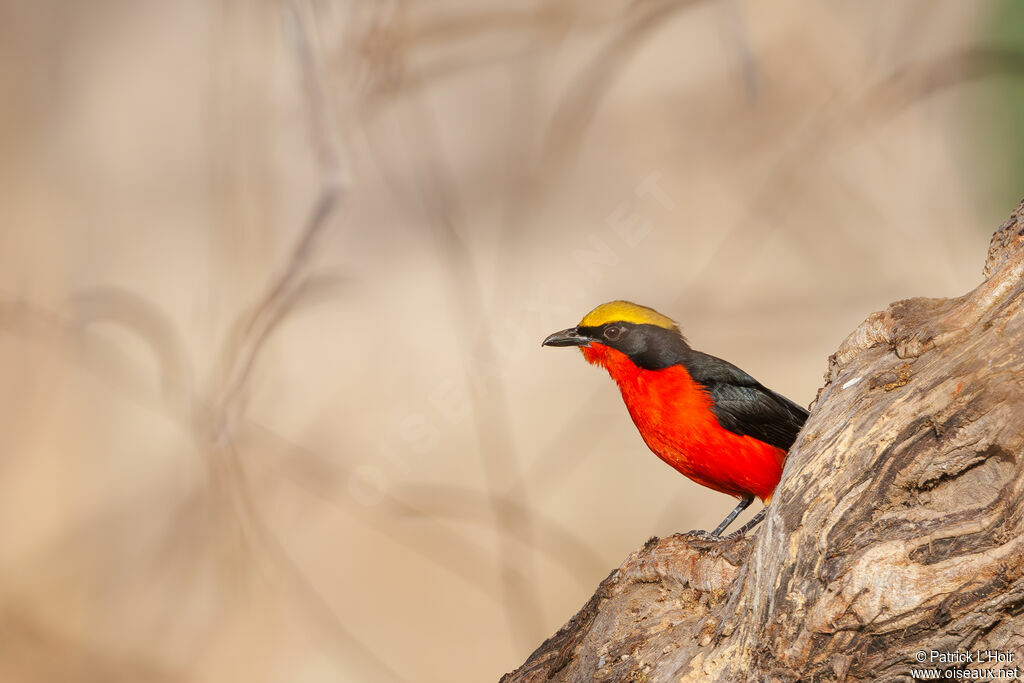 Yellow-crowned Gonolek