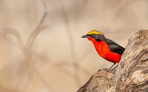 Yellow-crowned Gonolek