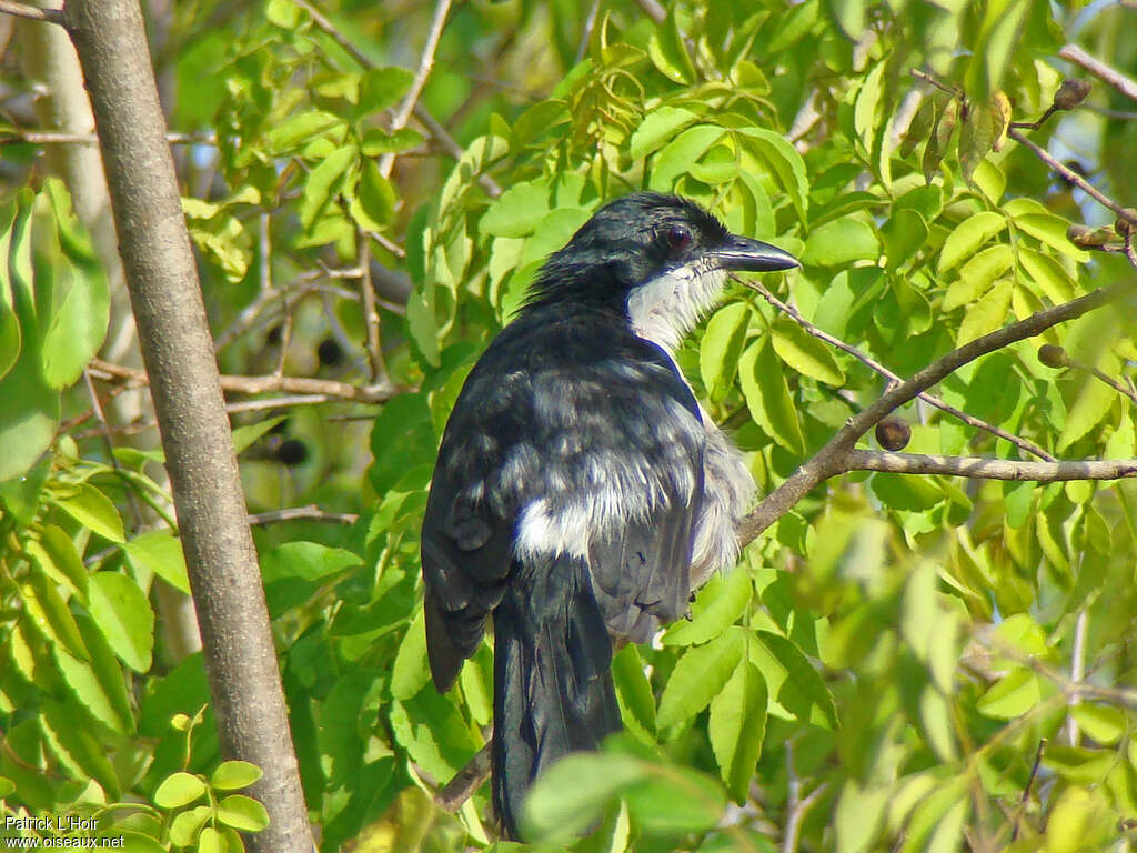 Gonolek de Cassinadulte, identification