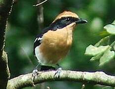 Lühder's Bushshrike