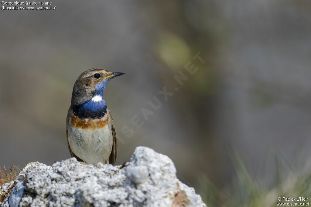 Bluethroat (cyanecula) male adult breeding, close-up portrait