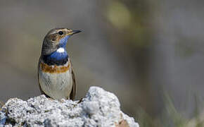 Bluethroat (cyanecula)