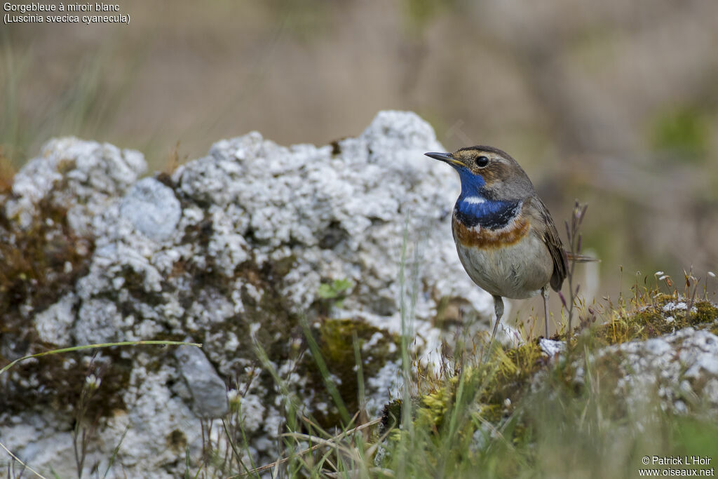 Bluethroat (cyanecula) male adult, close-up portrait