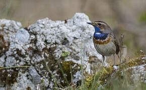 Bluethroat (cyanecula)