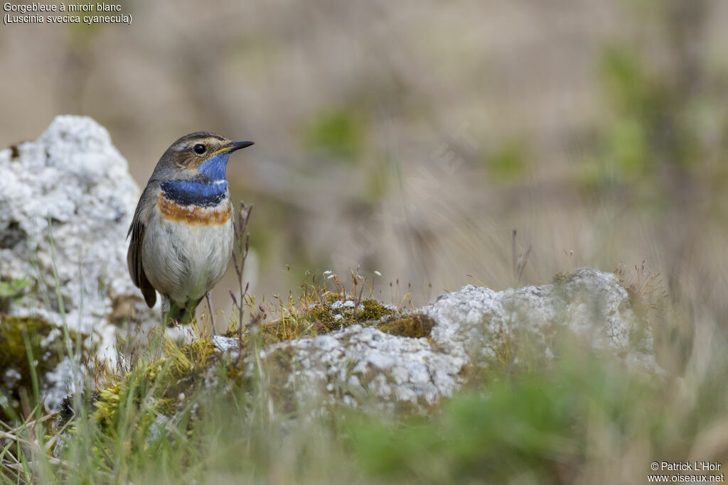 Bluethroat (cyanecula) male adult breeding, close-up portrait