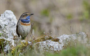 Bluethroat (cyanecula)